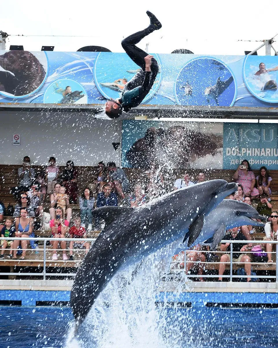 Dolphin Show