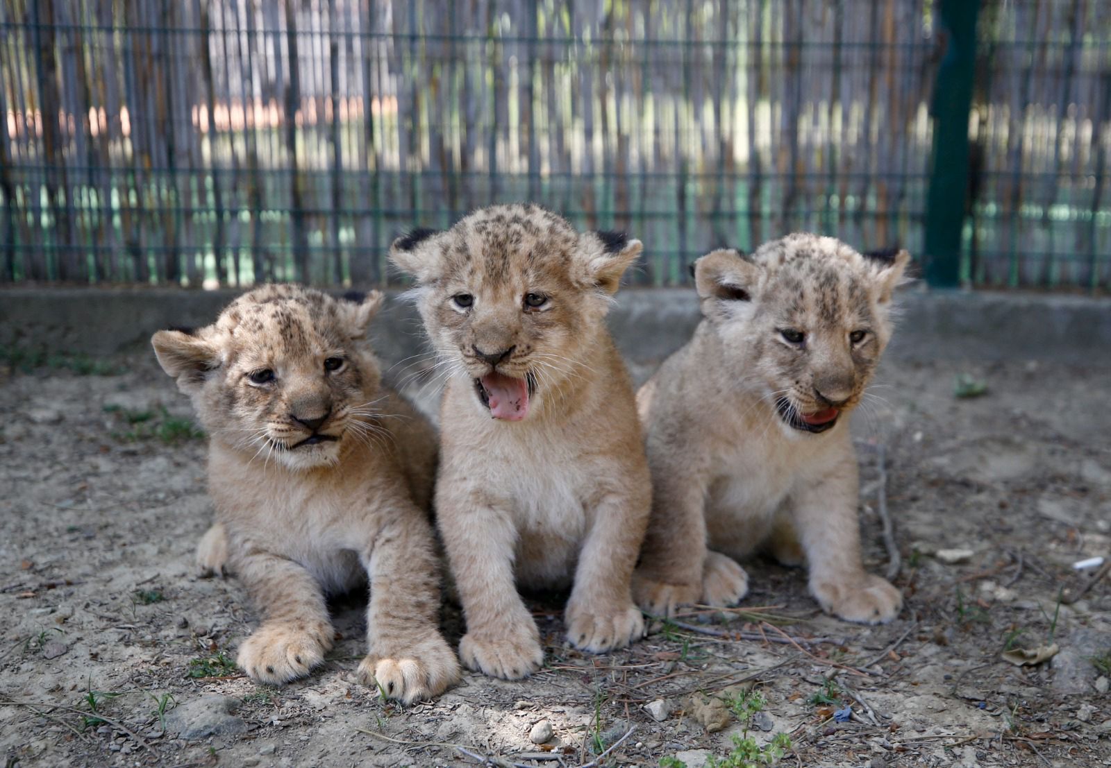 7 in 1 Lion Safari Family Adventure
